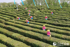 市已累計低產茶園36萬畝